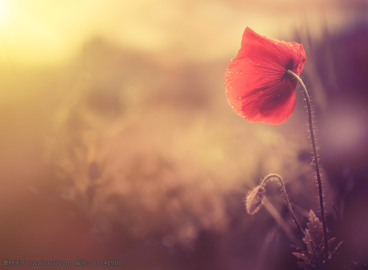 陽光 下 花朵 黃昏 夕陽 落日 植物 鮮花 花卉 花草樹木 生物世界