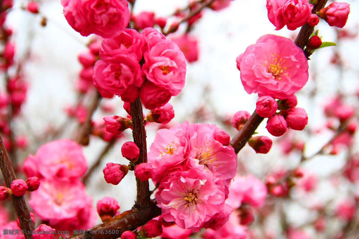 桃花風(fēng)景 鮮花素材 淘寶素材 春天淘寶素材 春天 春天背景 花的素材 花 風(fēng)景圖 春天海報(bào) 春季 春季背景 春季設(shè)計(jì)背景 春季海報(bào) 環(huán)保背景 春天素材 春季素材 春天海報(bào)背景 春季海報(bào)背景 清新背景 簡約背景 唯美背景 簡約海報(bào)背景 宣傳單背景 花背景 綠葉背景 鮮花背景
