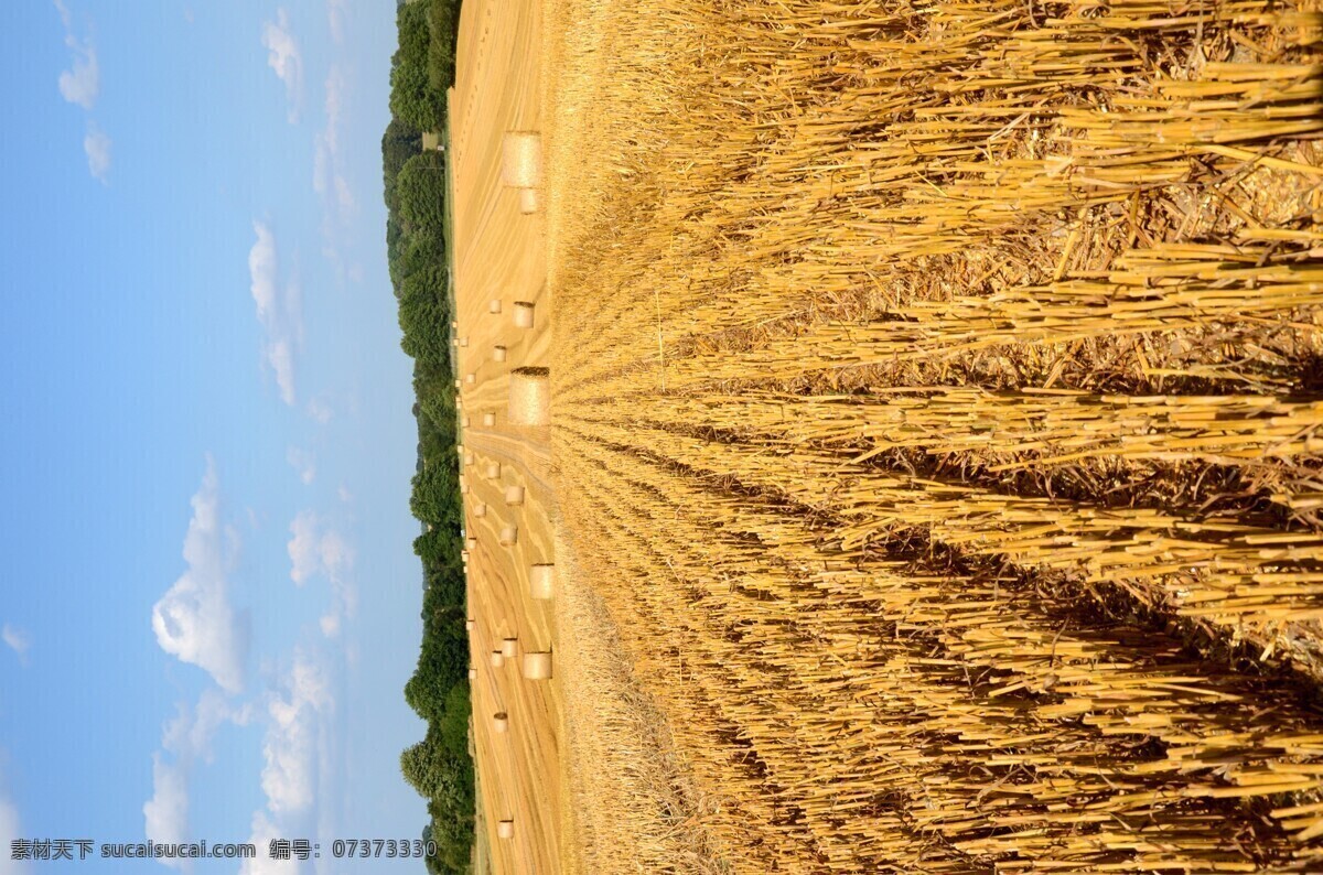 金黄色 麦田 金秋麦田 麦穗 稻穗 小麦 大麦 燕麦冬麦 稻香 田园风景 夏日时光 深秋风光 一片金色 金烂烂的 金色麦田 绿色麦田 绿色 大丰收 瞭望远方 麦田守望 旱稻 稻田 插秧 种植 麦田收割 麦田麦穗 麦田麦子 自然景观 自然风景