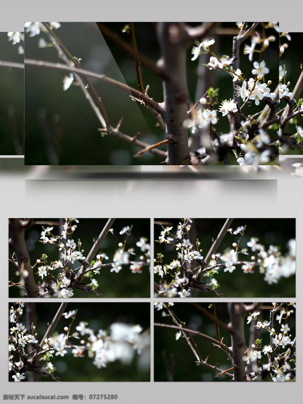 唯美 梨花 實(shí)拍 視頻 背景 花海 浪漫唯美 歌舞 夢(mèng)幻花海 花 舞臺(tái)大屏 晚會(huì)年會(huì) 表彰背景視頻 梨樹(shù) 浪漫花海 舞臺(tái) 抒情 浪漫 開(kāi)放