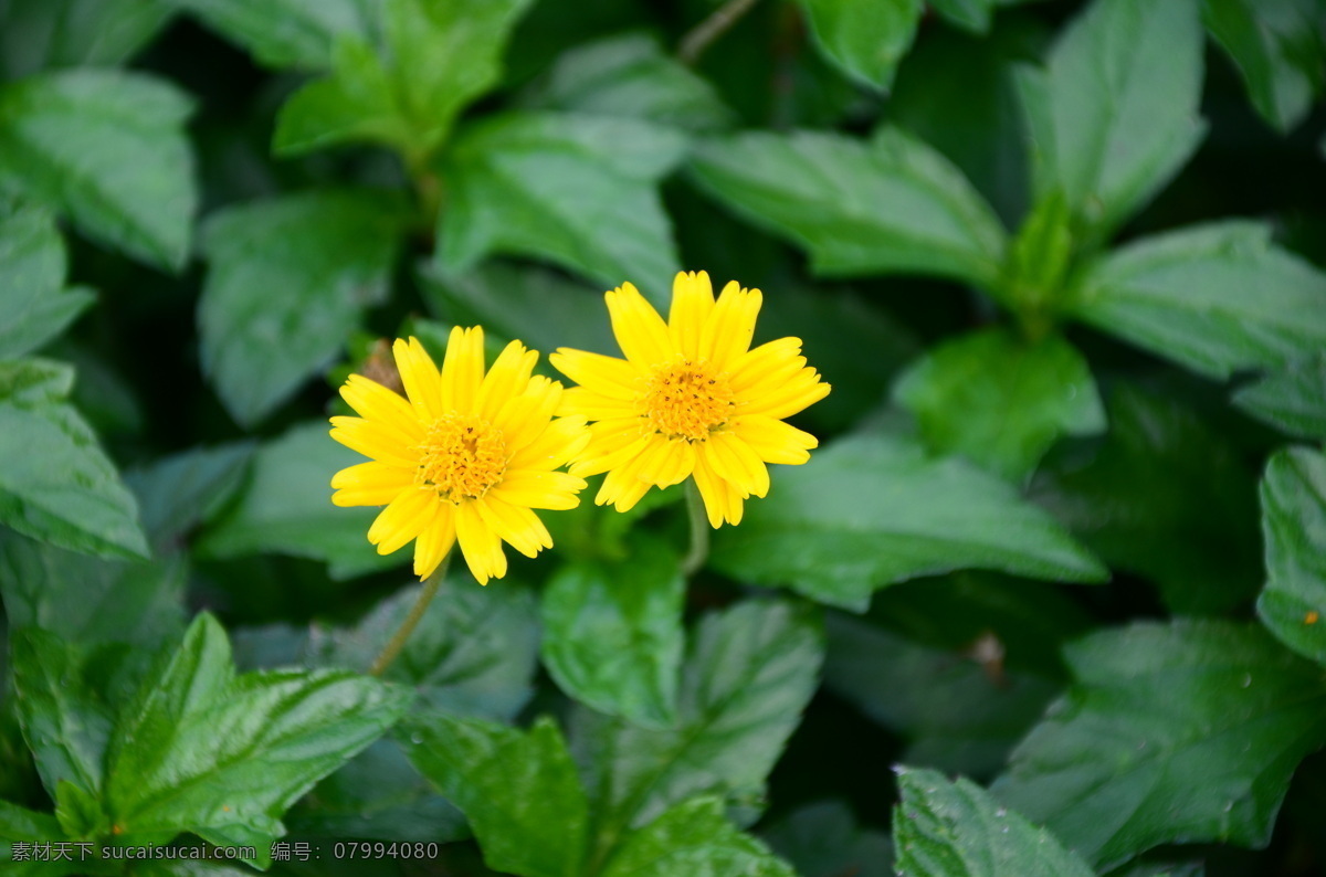 兩朵小黃花 花 花卉 菊花展 秋菊 菊花 品種花 小菊花 植物 生物世界 花草 小黃花
