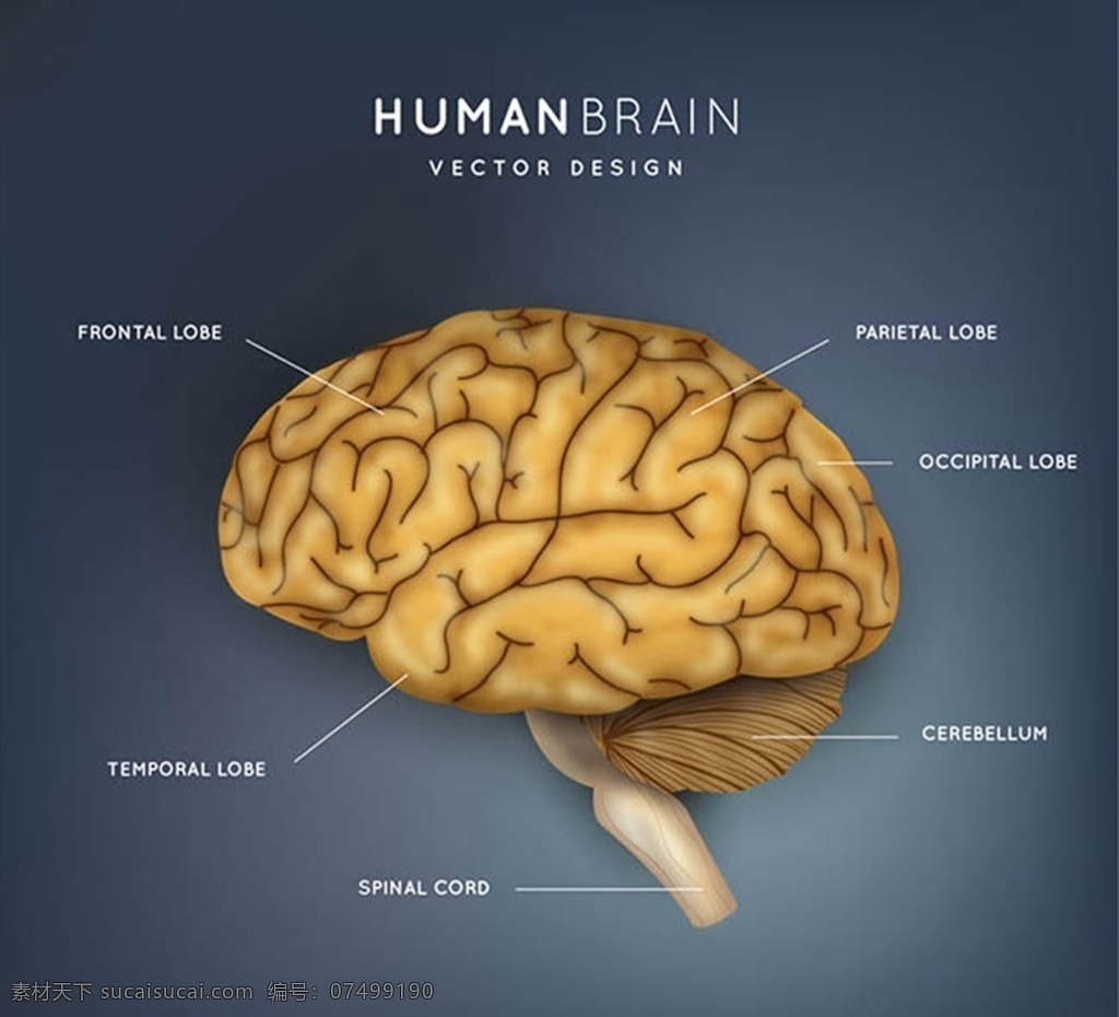 大脑 结构图 矢量 端脑 间脑 中脑 前脑 后脑 延髓 高清图片