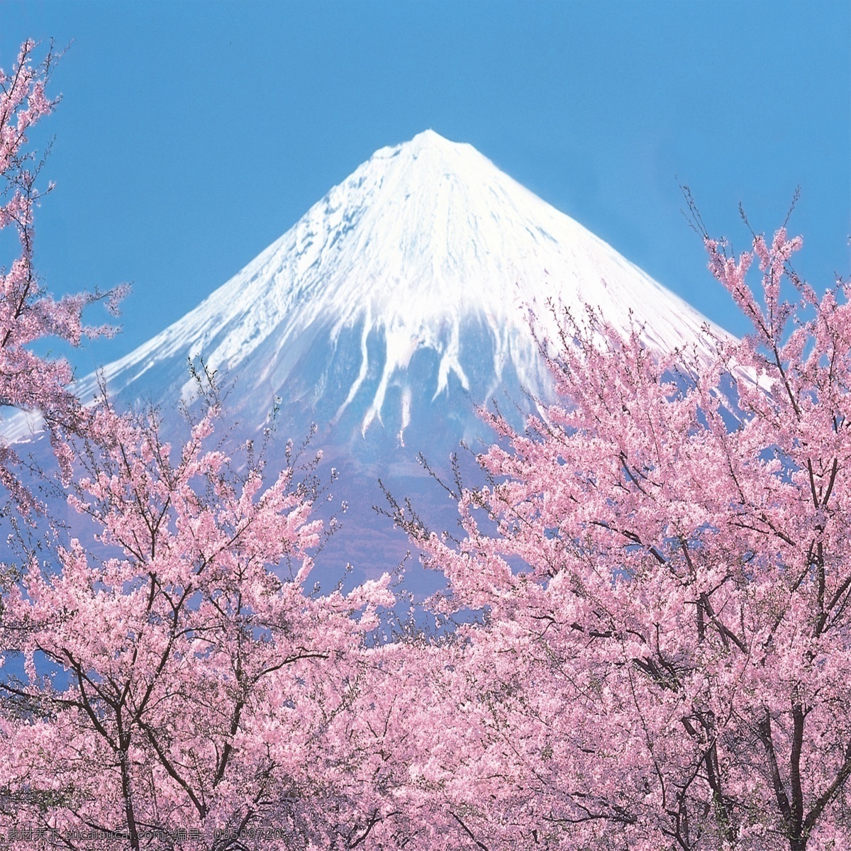 日本 富士山 樱花 风景 背景 现代 旅游 日式