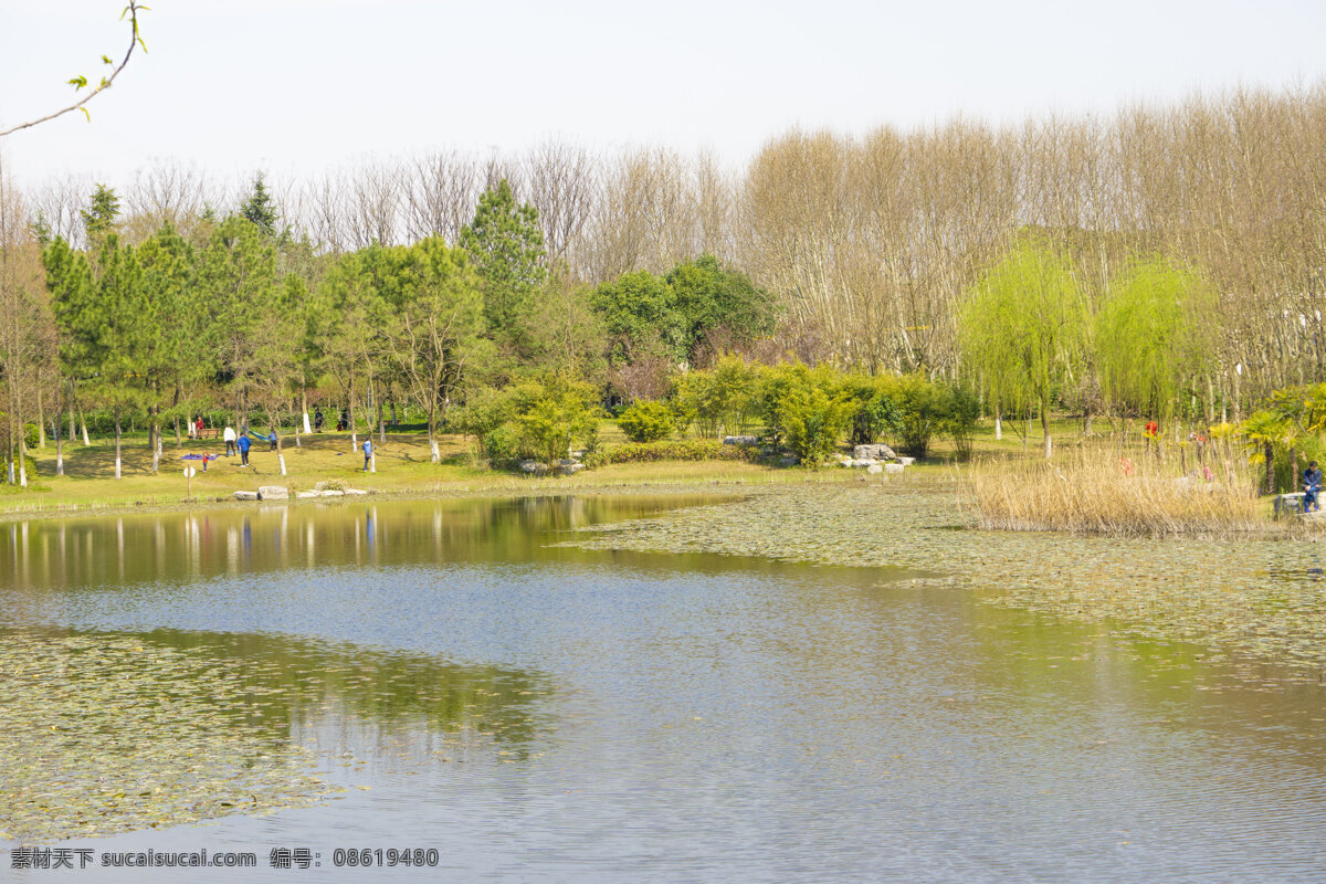 春天 公园 湖边 风景摄影 湖 水 风景 绿色 花开 植物 千库原创