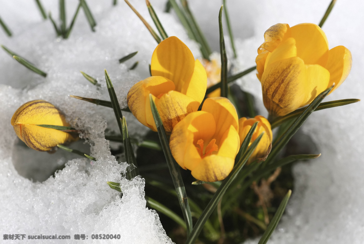 雪地里的鮮花 雪地風景 鮮花 花卉 花朵 美麗風景 風景攝影 自然風光 美麗景色 美景 自然風景 自然景觀 灰色