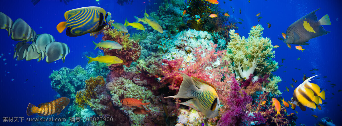 美丽 海底 世界 景观 高清 珊瑚 海鱼 鱼类动物 海底世界 海洋生物 美丽风景 动物图片 蓝色