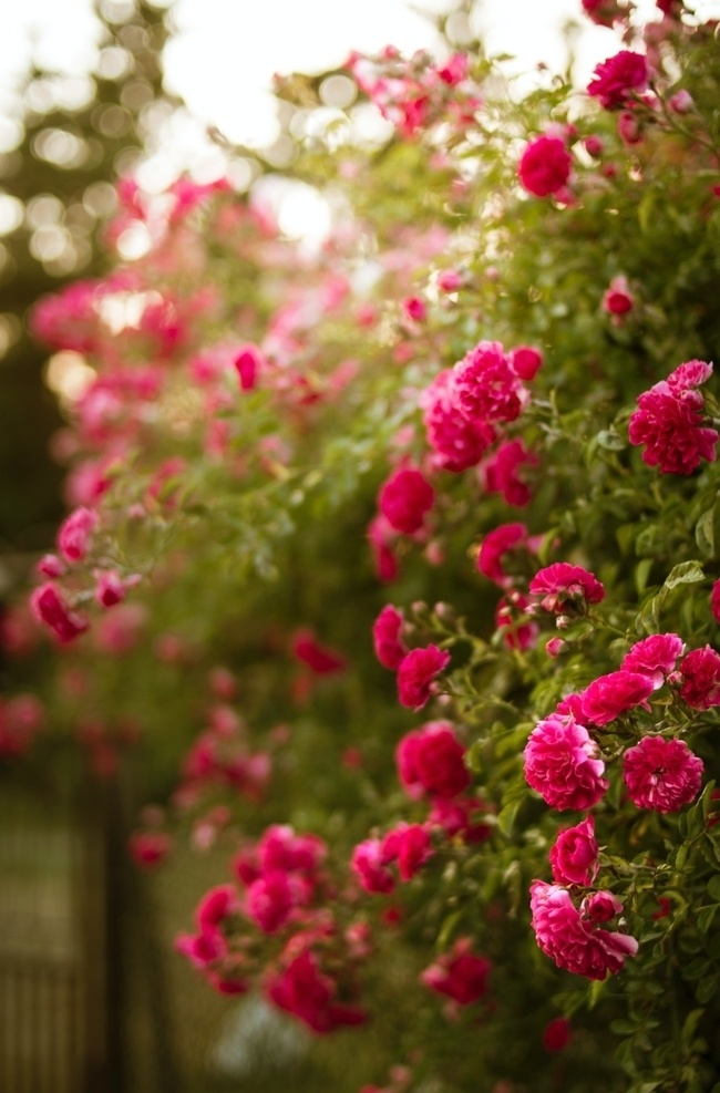 蔷薇 花朵 盛开 自然 绽放 特写 花瓣 花束 红色 绿色 自然景观 自然风景