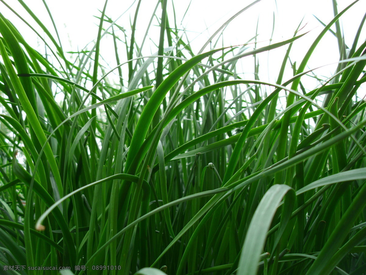 牧草 黑麥草 玉米草 綠草 田園風(fēng)光 自然景觀