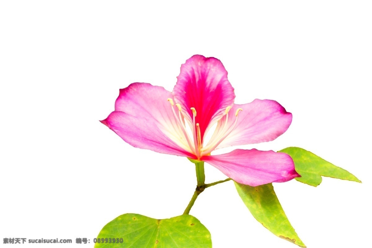 朵 美丽 粉色 盛开 花 粉色的花 盛开的花 叶字 绿叶 花卉 鲜花 实物 实拍花卉
