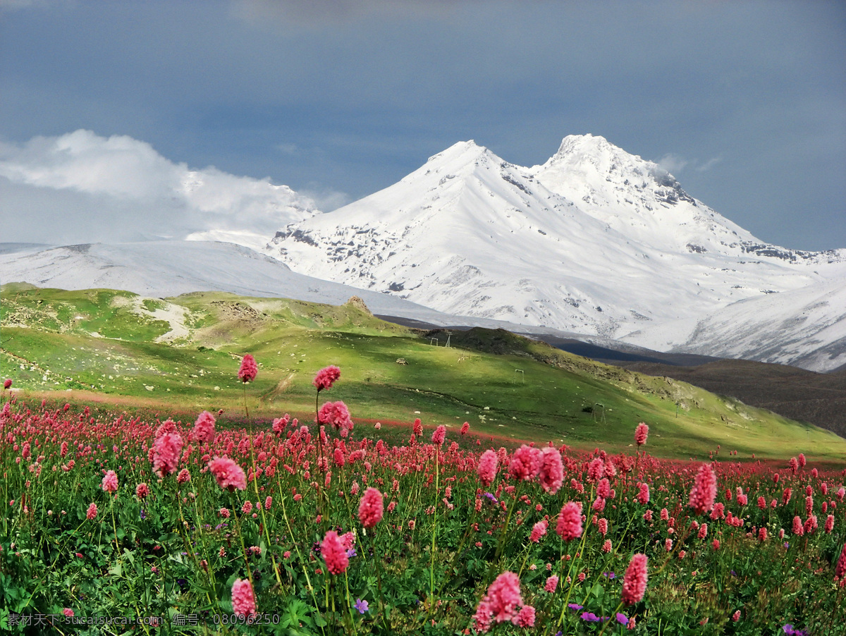 雪山 下 野花 白云 山 天空 國內風景 風景 生活 旅游餐飲