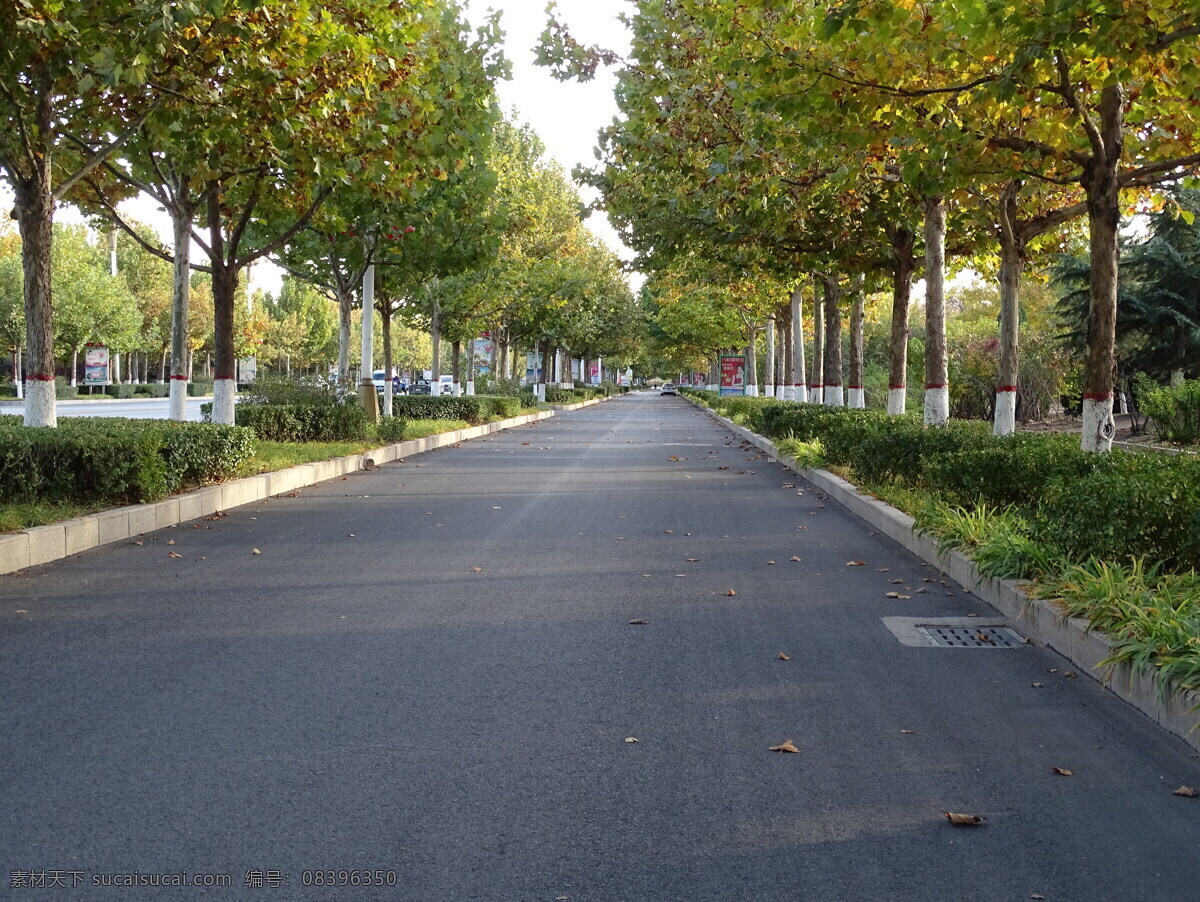 干凈 街道 干凈的街道 僅剩一片落葉 公路旁的樹 兩排樹林 秋天樹 自然景觀 自然風(fēng)景