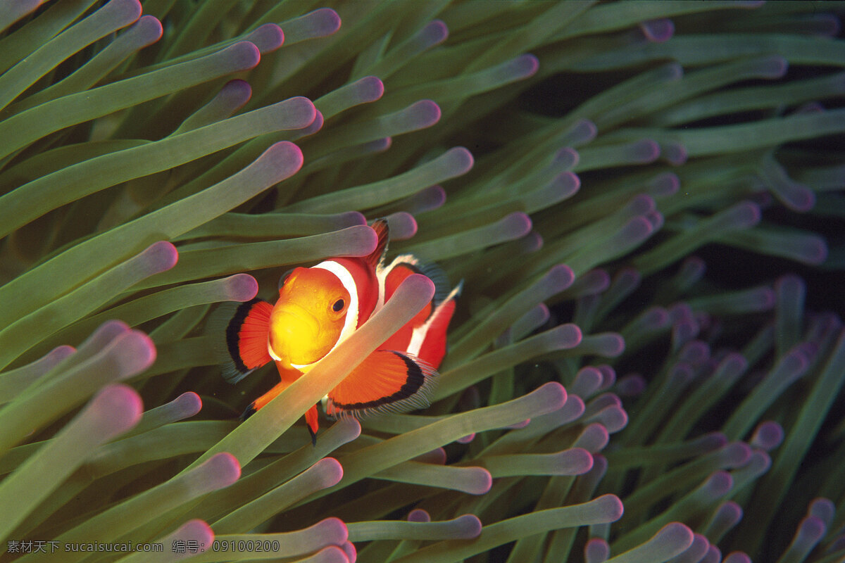 海底世界 海底 海水 海洋 海洋生物 海洋魚類 熱帶魚 珊瑚 底世界 觀賞魚 海洋藻類 觀賞珊瑚 海底植物 深海植被 深海 生物世界