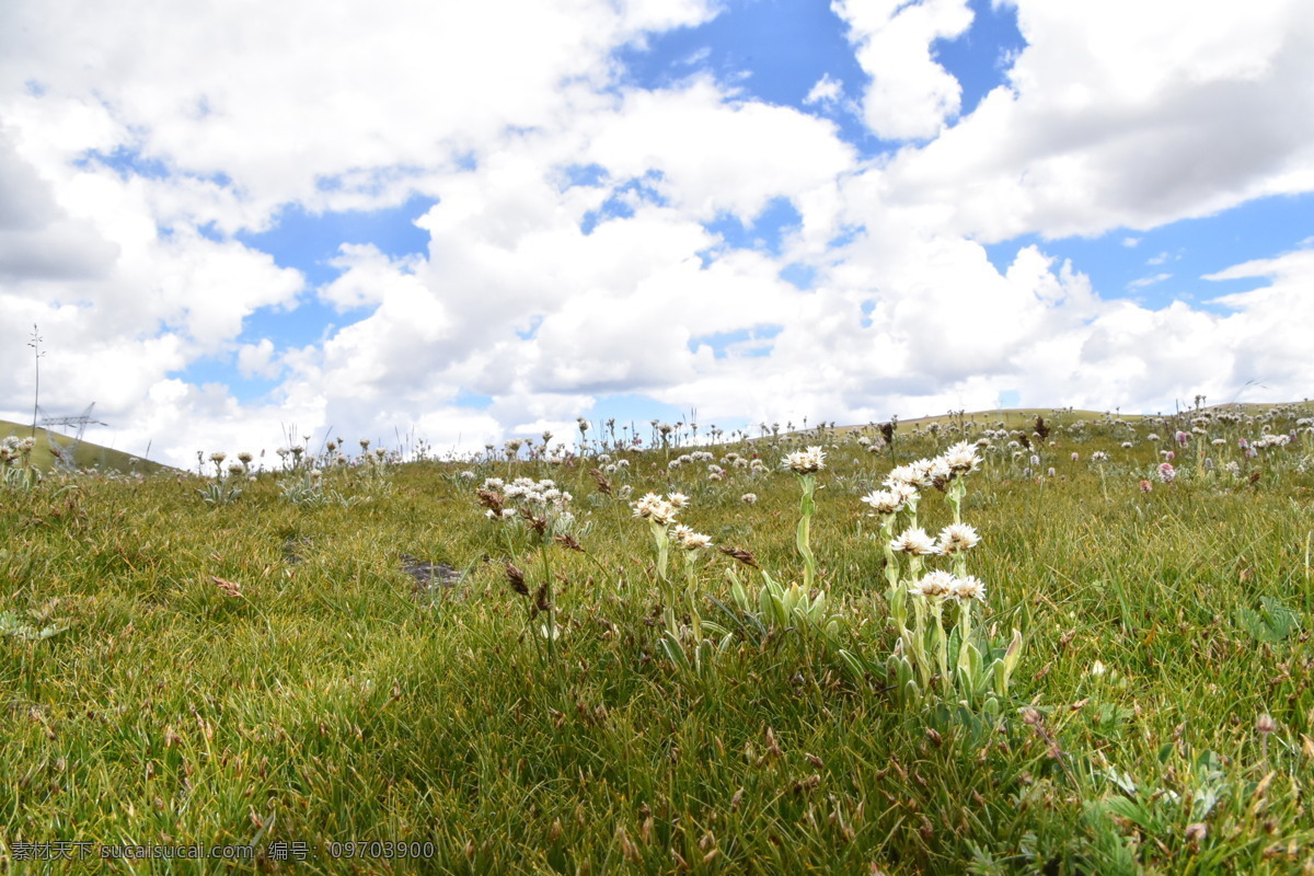 草原 上 云彩 草地 白云 花朵 山丘 电脑桌面 自然景观 自然风景