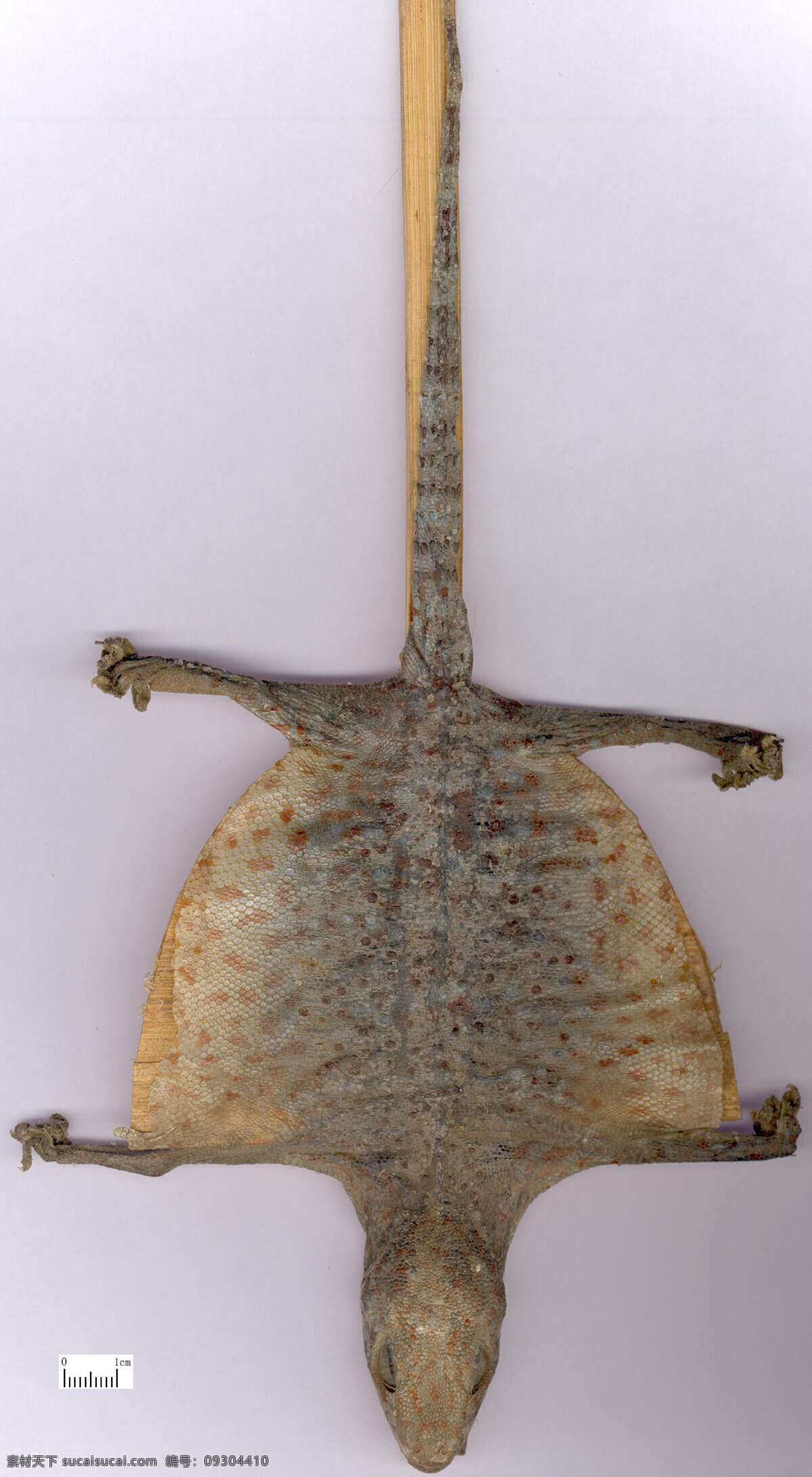 蛤蚧 中藥 草藥 其他生物 生物世界