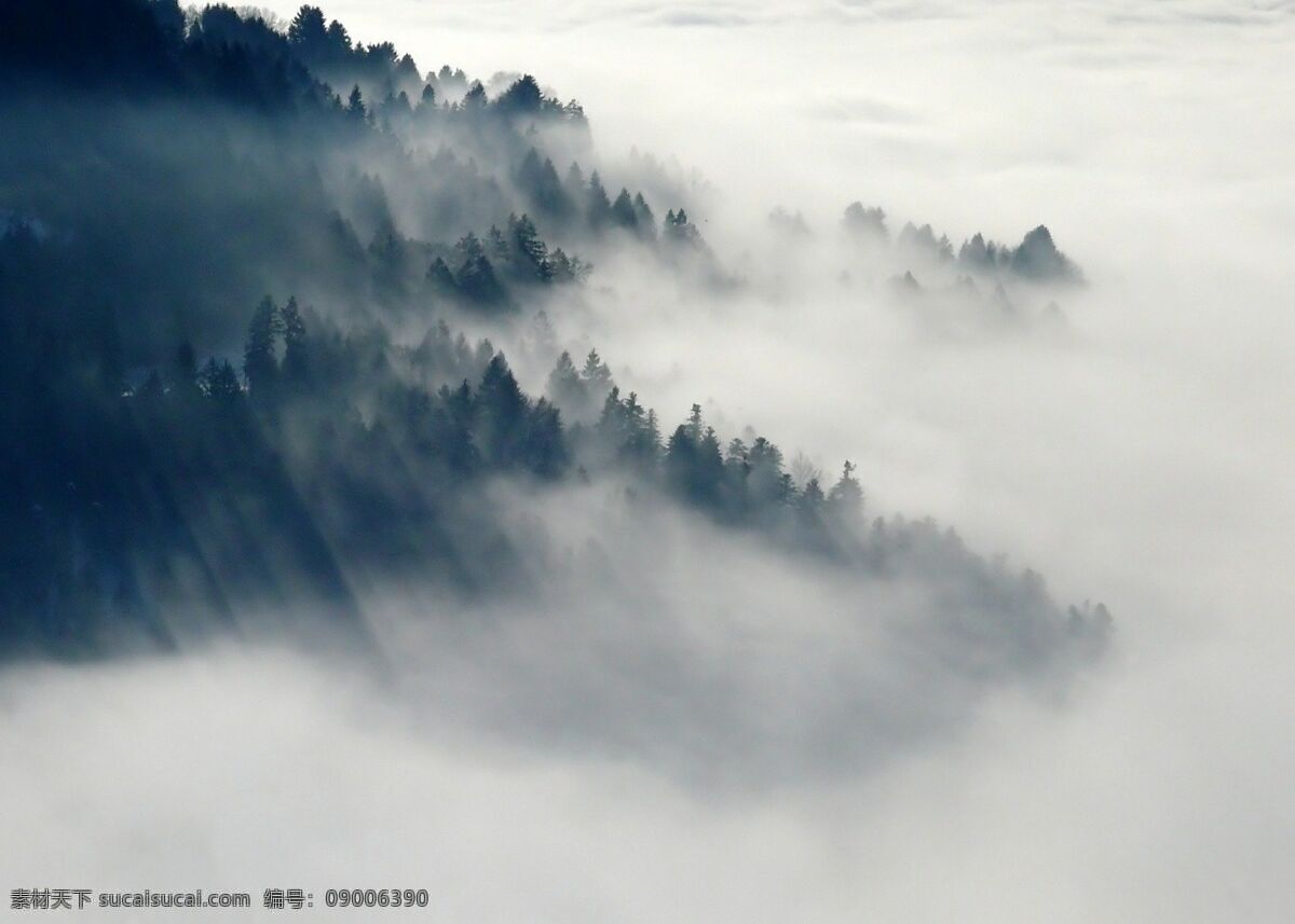 森林 云雾 自然 秋天 树 大气 田园 图片上传 自然景观 自然风景
