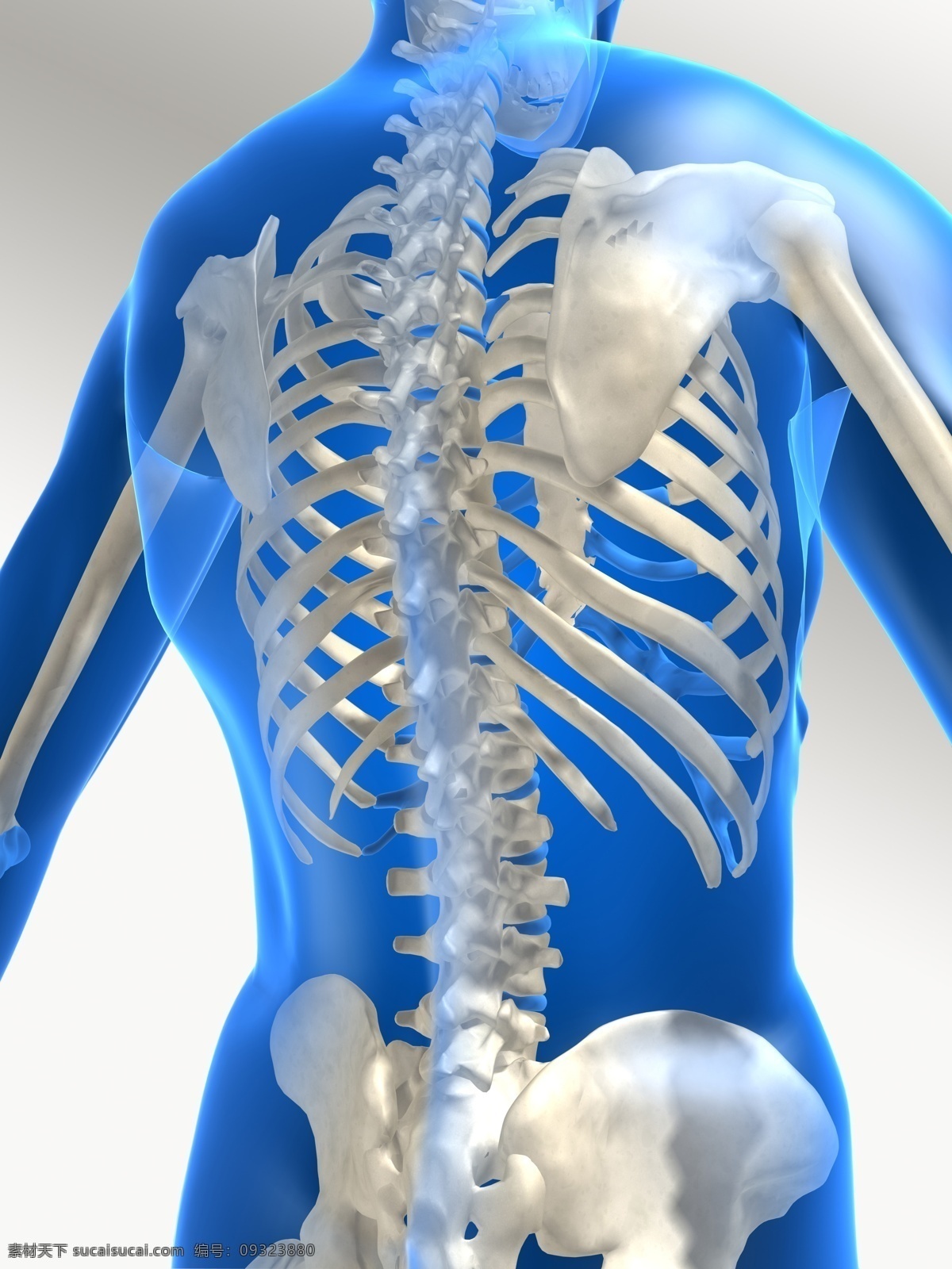 人体 透视图 结构 人体结构 器官 骨骼 脊椎 盆骨 医疗护理 现代科技