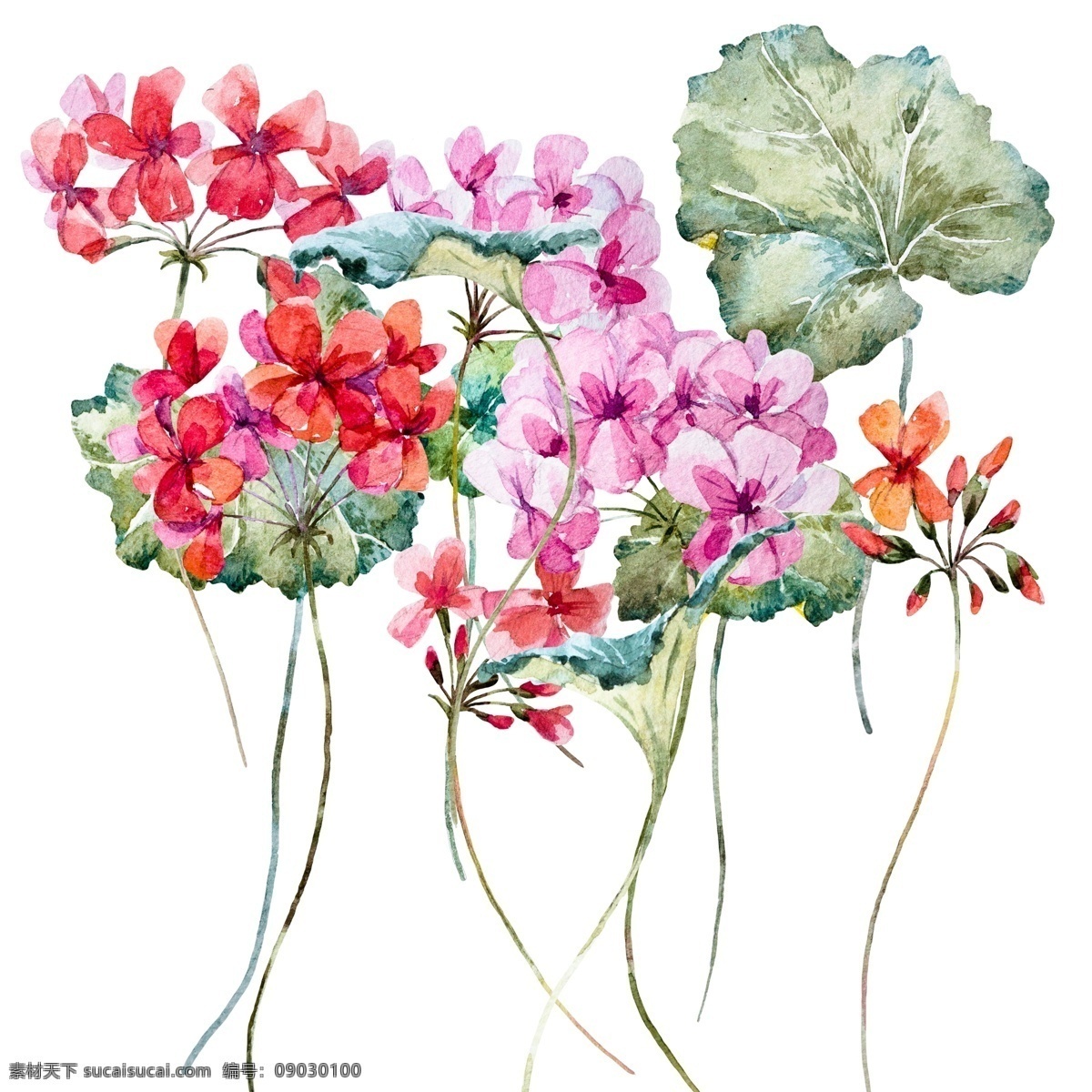 水彩 束 野生 植物 psd格式 geranium 老鹳草 手绘 水彩素材