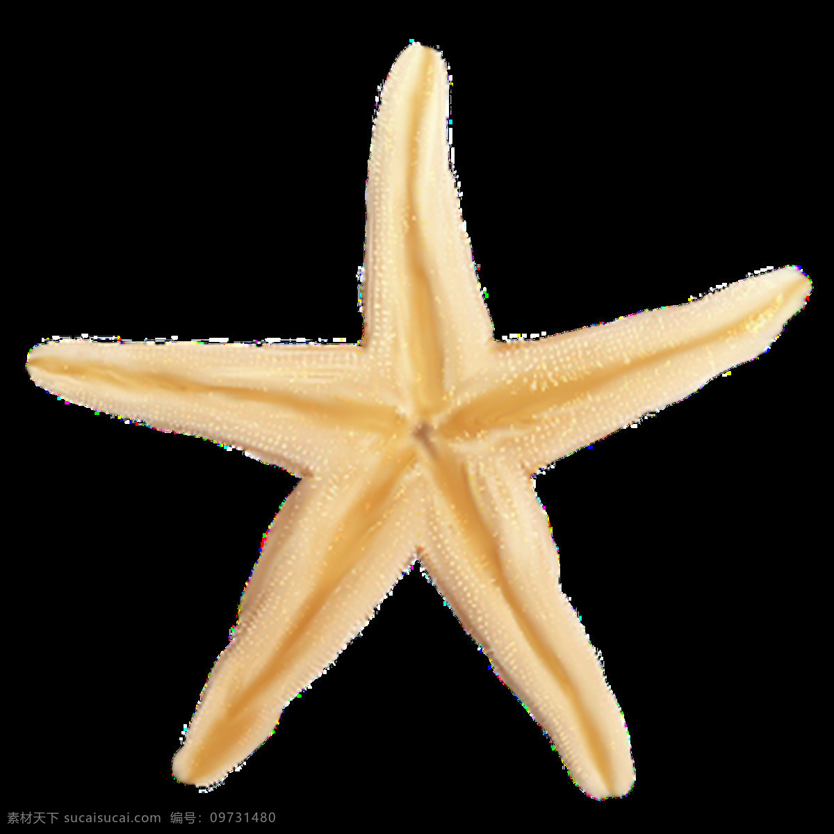 海星图片 海星 星鱼 星星 派大星 星 png图 透明图 免扣图 透明背景 透明底 抠图 生物世界 海洋生物