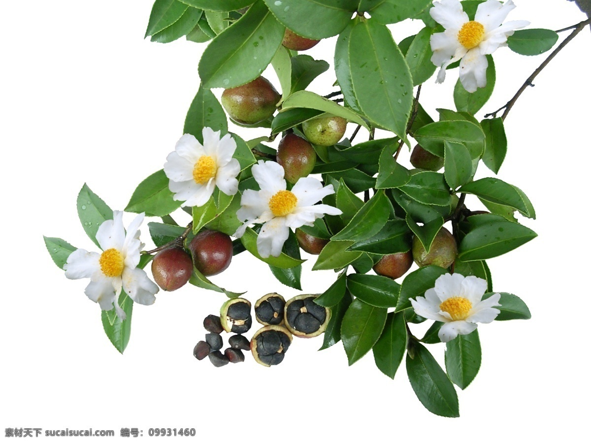 茶樹(shù) 茶油 果 高清 茶葉 綠葉 茶油果 psd源文件