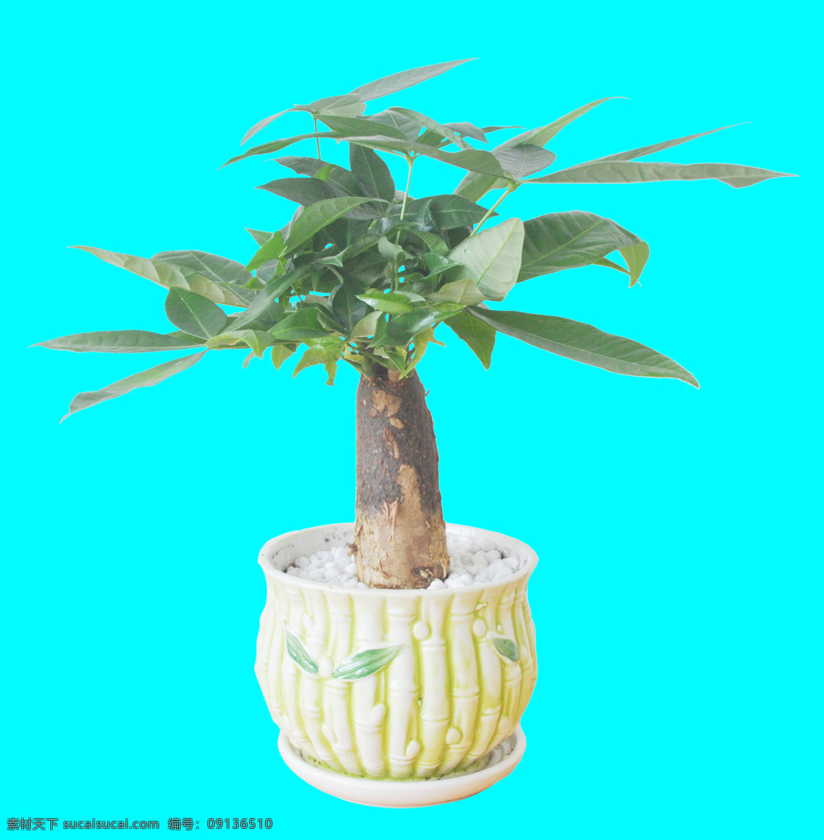 小盆栽發(fā)財(cái)樹(shù) 發(fā)財(cái)樹(shù) 小盆栽 花草 綠植 家居植物 植物 生物世界