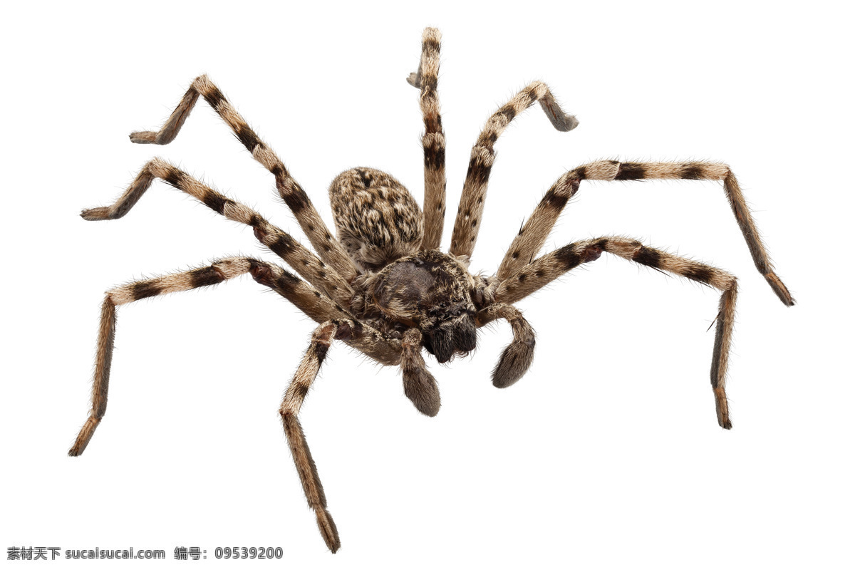 蜘蛛 節(jié)肢動物 動物攝影 動物世界 動物昆蟲 昆蟲世界 生物世界