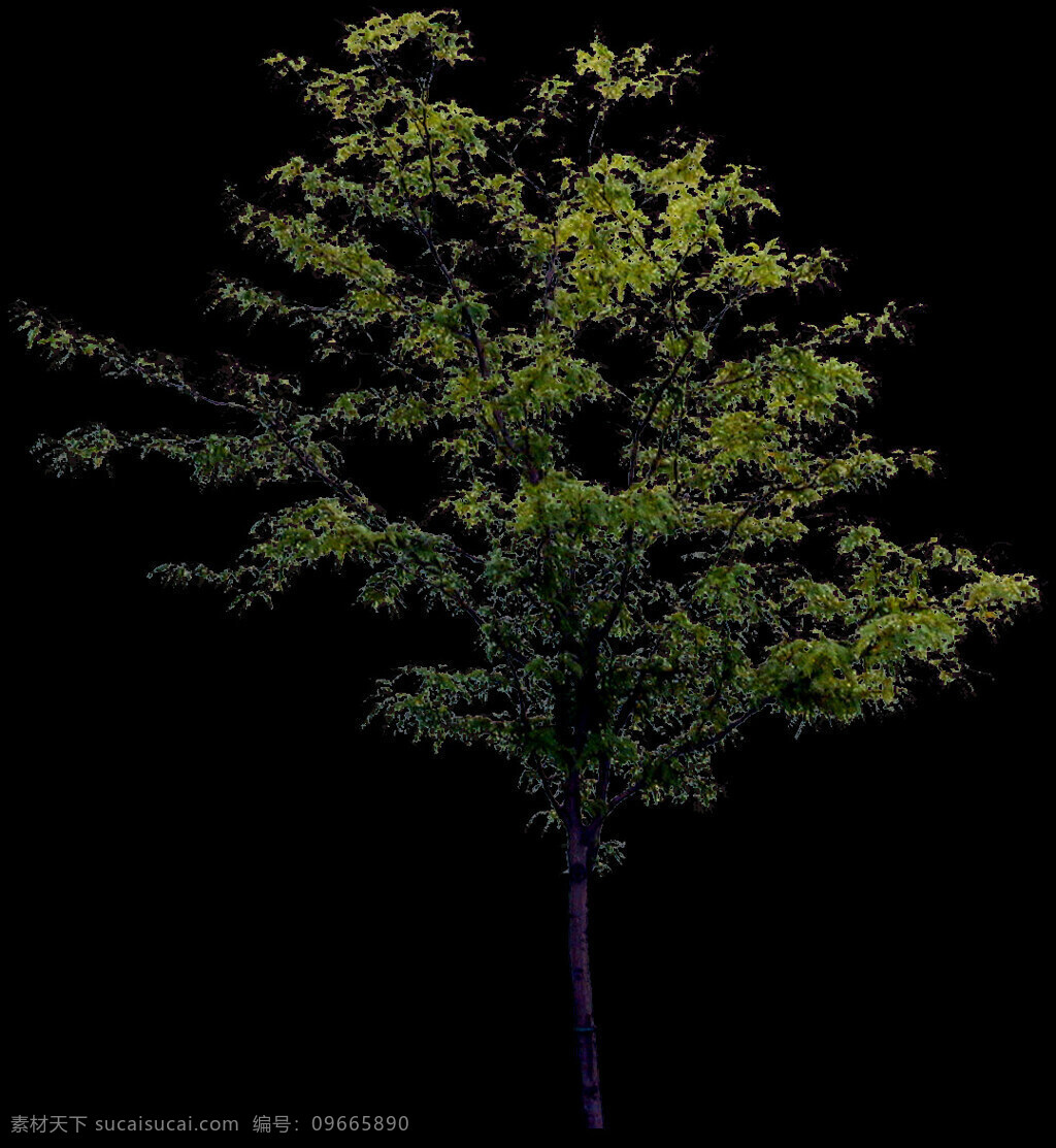 植物 貼圖素材 jpg1596 設(shè)計(jì)素材 建筑裝飾 黑色
