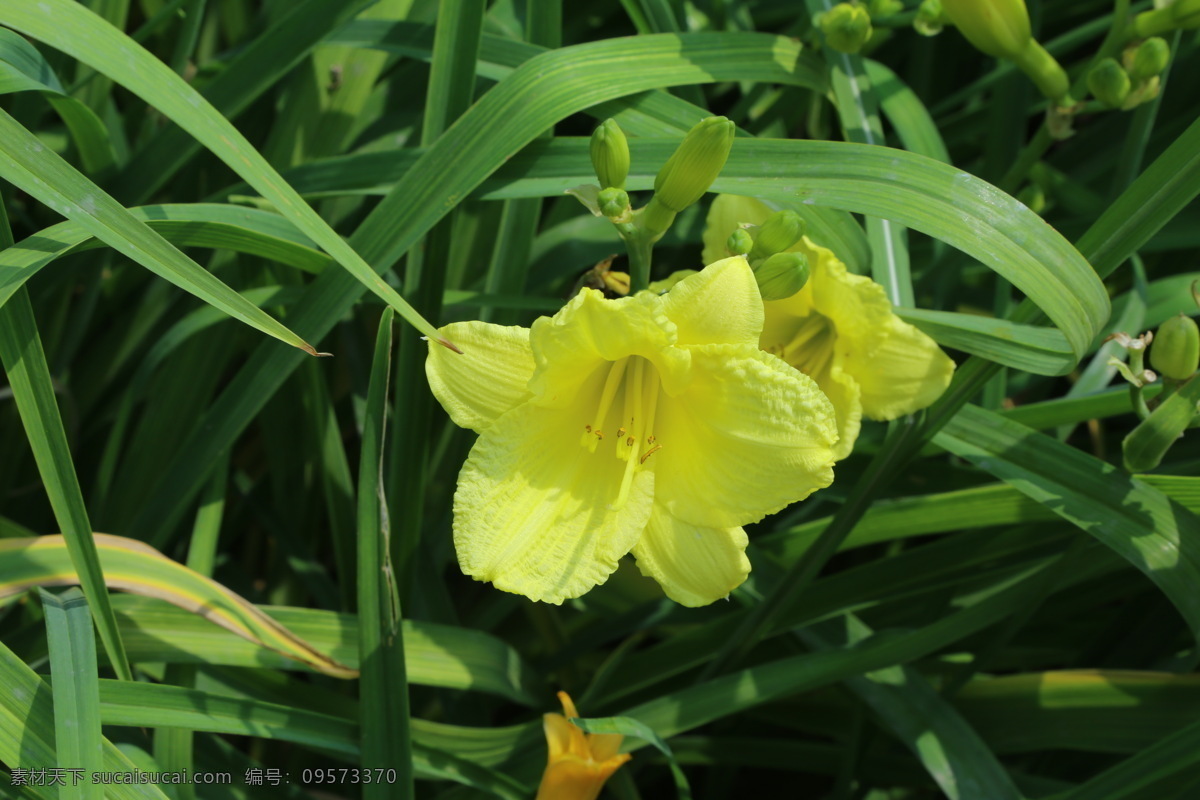 萱草花 萱草 忘憂草 黃花菜 金針菜 大花萱草 花卉 花兒 花骨朵 花草 植物 園林綠化 綠化景觀 萱草忘憂草 生物世界