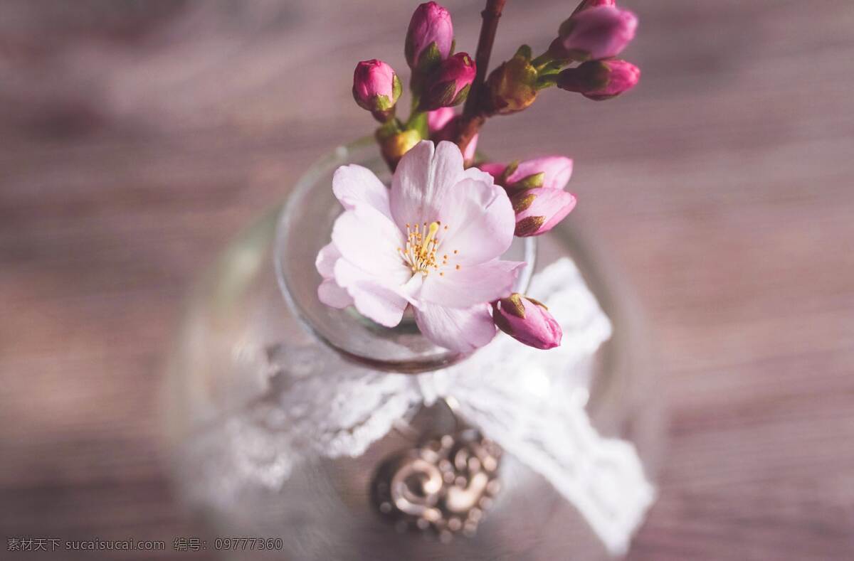 櫻花 街道 甜蜜 花 花瓣 粉色 白色 晚櫻 花語(yǔ) 花藝 園藝 園林 春天 觀賞植物 花枝招展 繁花似錦 生物世界 花草 自然景觀 自然風(fēng)景