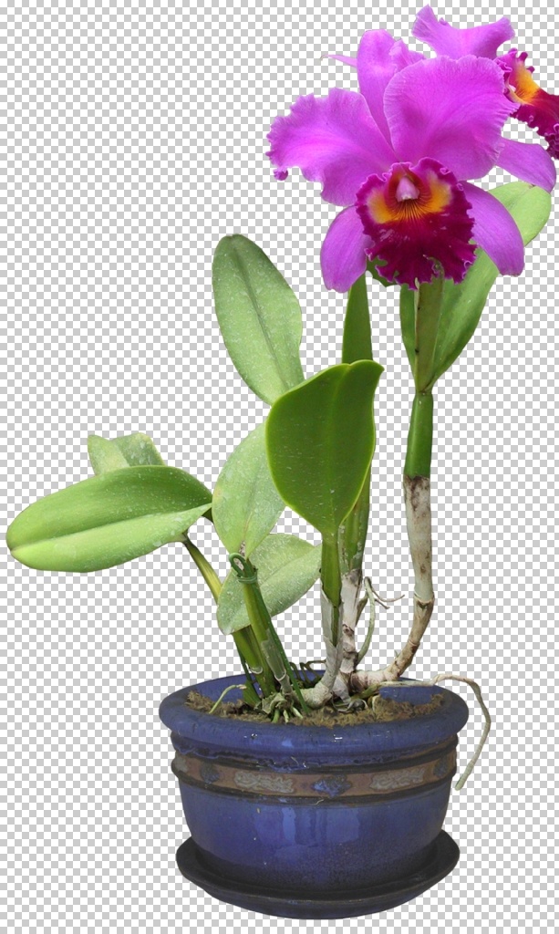 蘭花帶盆 蘭花 蘭花素材 蘭花psd 蘭花分層素材 蘭花摳圖 蘭花透明背景 蘭花盆栽 蘭花種植 蘭花觀賞 蘭花種類 蝴蝶蘭 君子蘭 高雅蘭花 分層