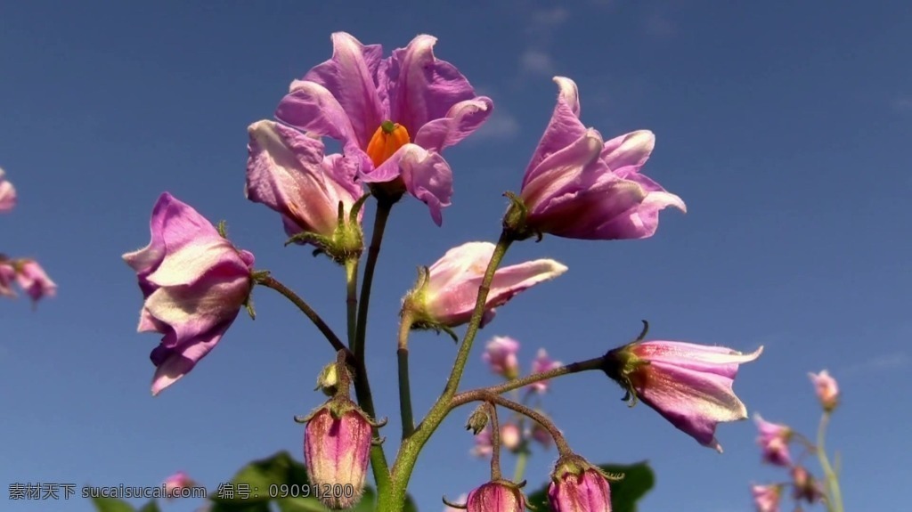 視頻背景 實拍視頻 視頻 視頻素材 視頻模版 花卉 花朵 花朵視頻