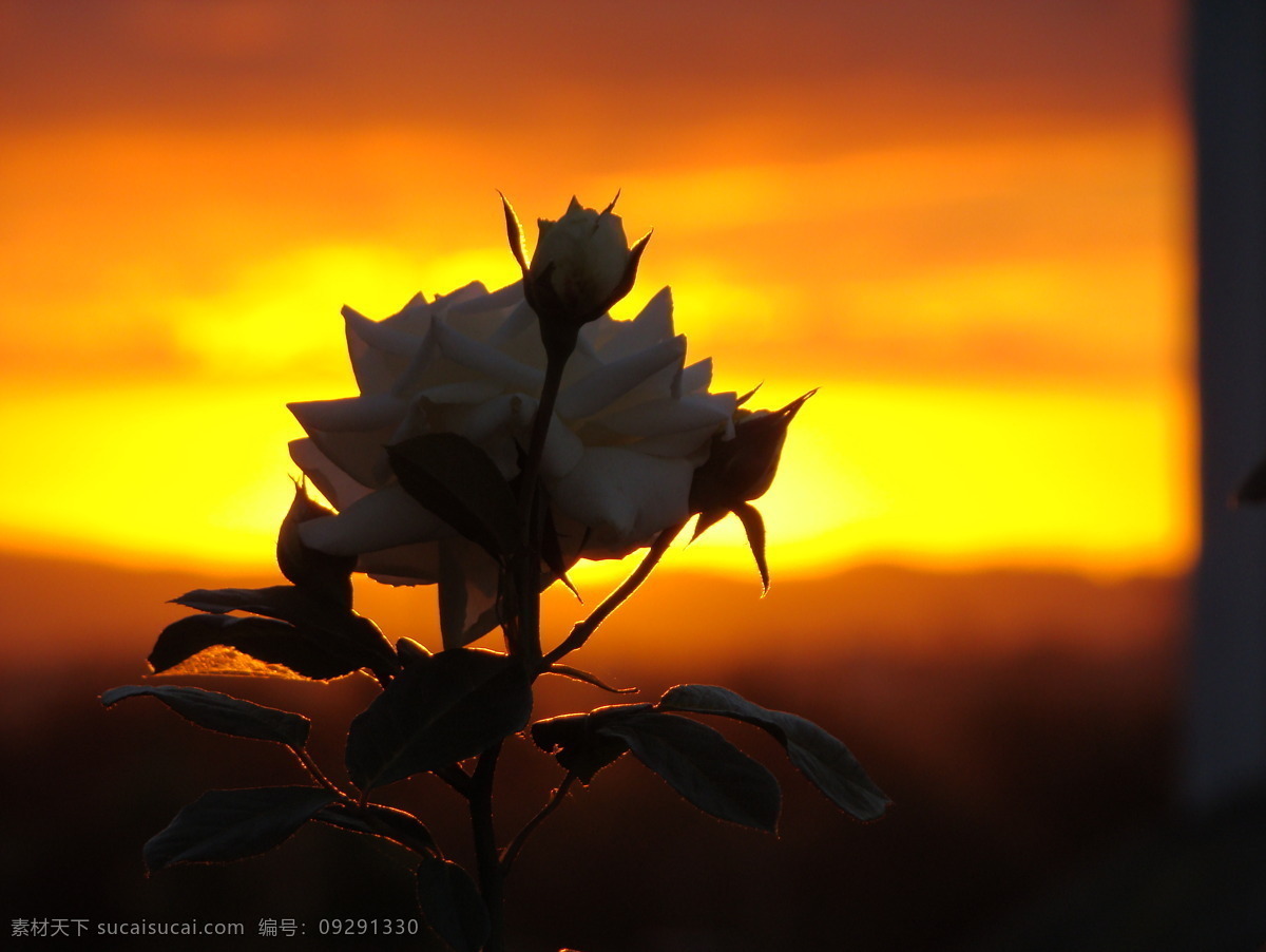 傍晚 花卉 黃昏 黃昏天空 剪影 落日 日落 天空 花卉剪影 云彩 夕陽 晚霞 云霞 云朵 云 云層 金色陽光 自然景觀 自然風(fēng)景 自然風(fēng)光