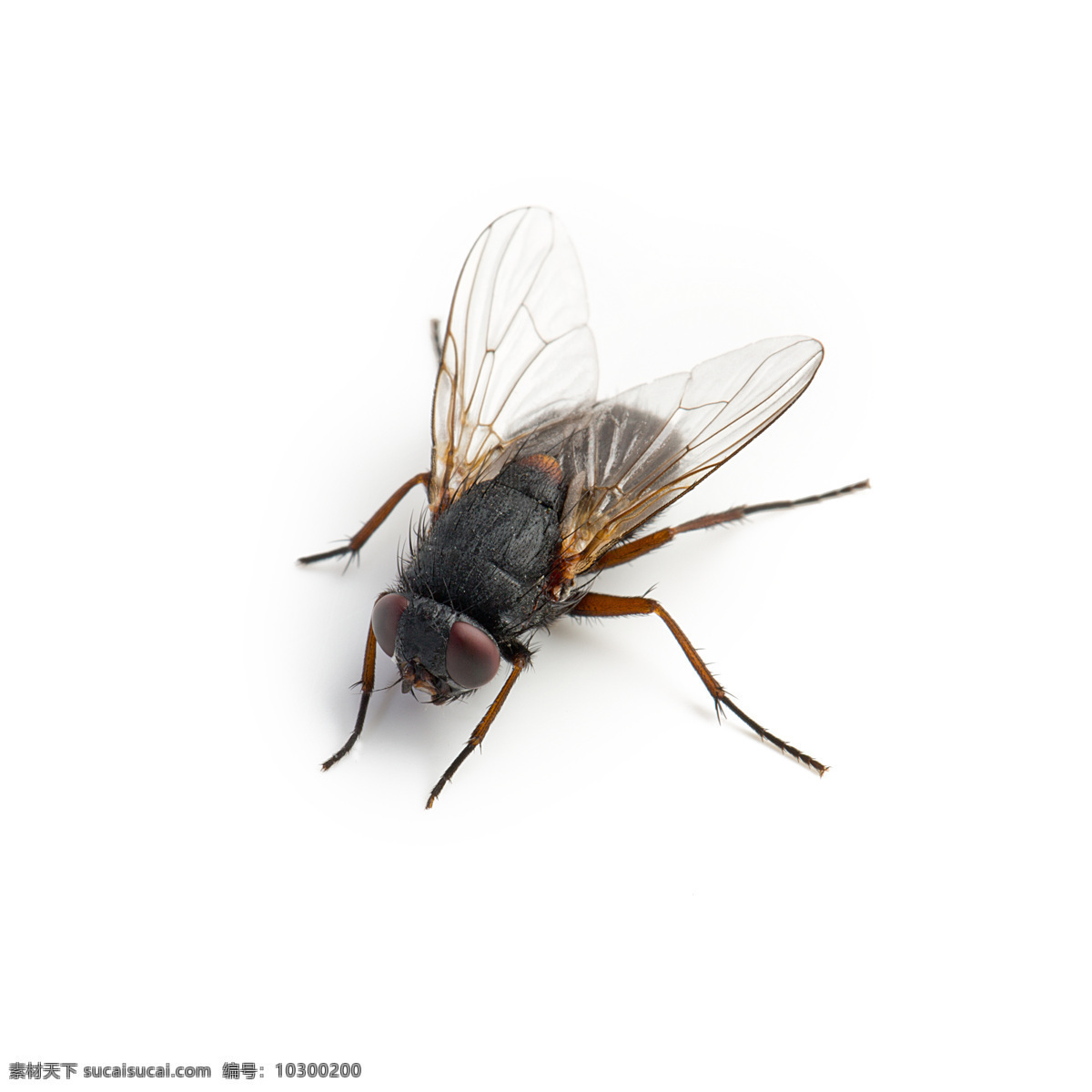 高清 苍蝇 摄影图片 昆虫 苍蝇图片 白纸上的苍蝇 高清苍蝇 生物世界