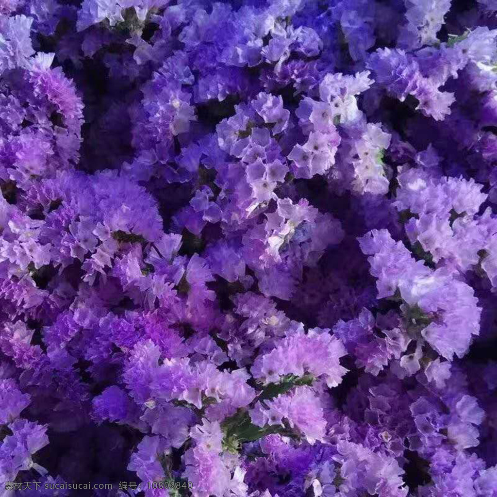紫薇花 紫色的花 花 漂亮的花 好看的花 生物世界 花草