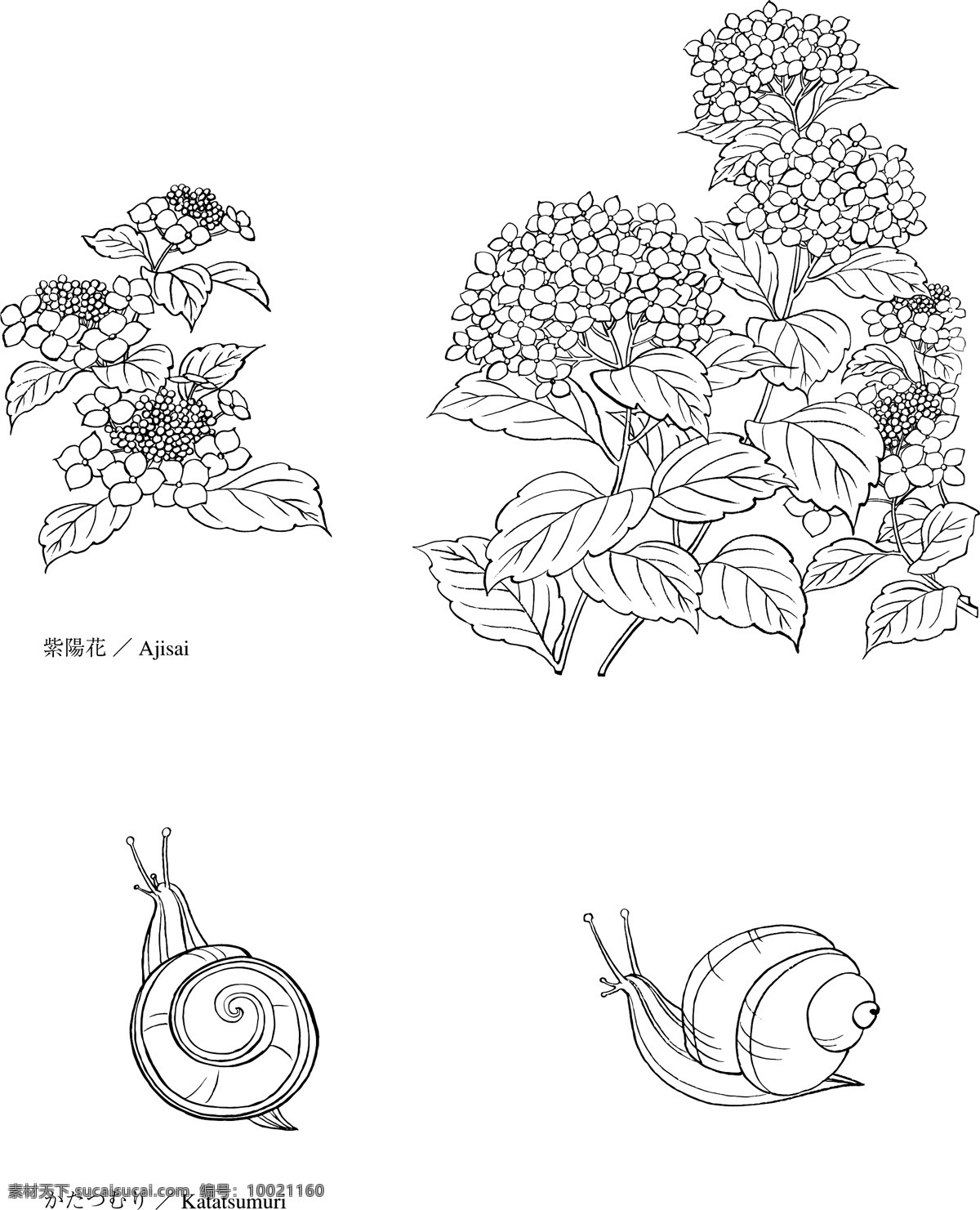 日本 线描 植物 花卉 矢量 紫阳花与蜗牛 勾线 花朵 枝叶 花型 黑白 矢量元素 卡通设计