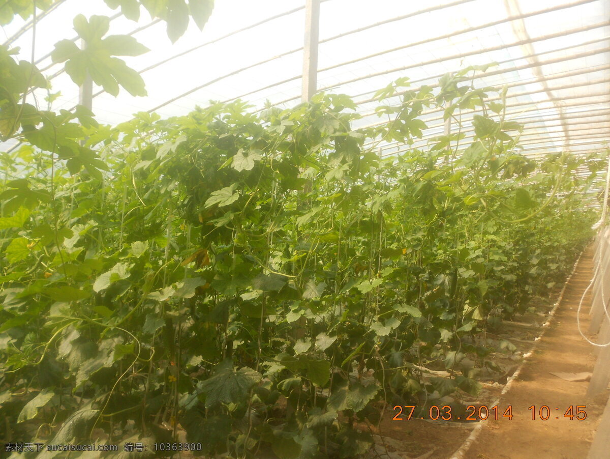大棚 黃瓜 蔬菜 田園風(fēng)光 幼苗 自然景觀 大棚黃瓜 大棚蔬菜 黃花基地 風(fēng)景 生活 旅游餐飲