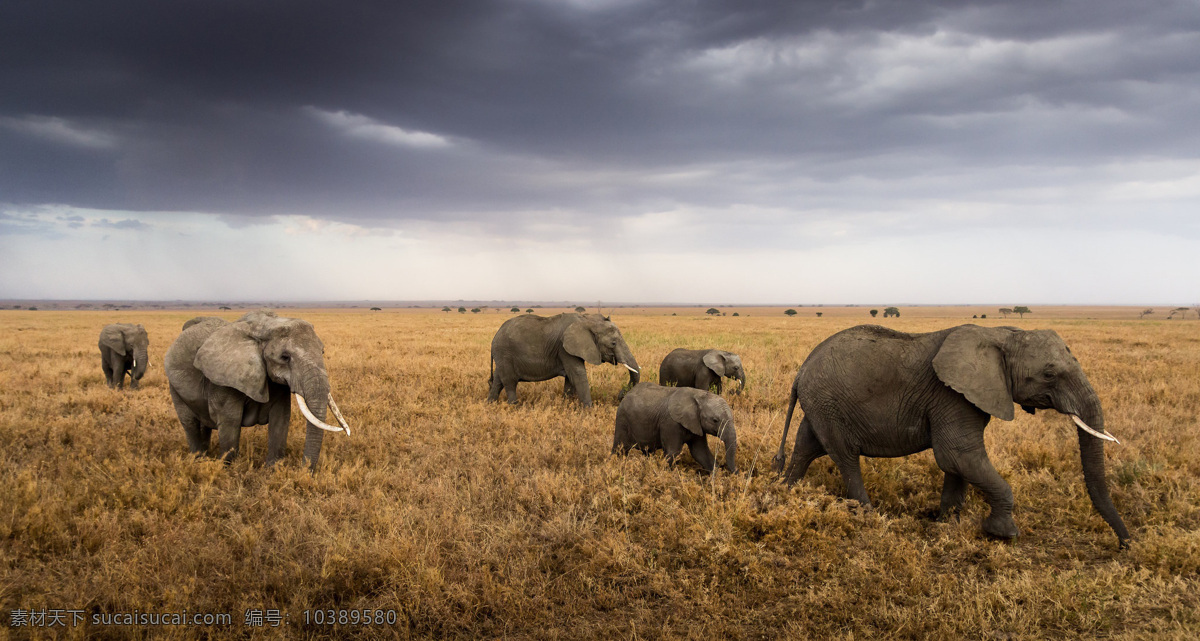 非洲 草原 大象 草地 蓝天 风景 旅游摄影 国外旅游