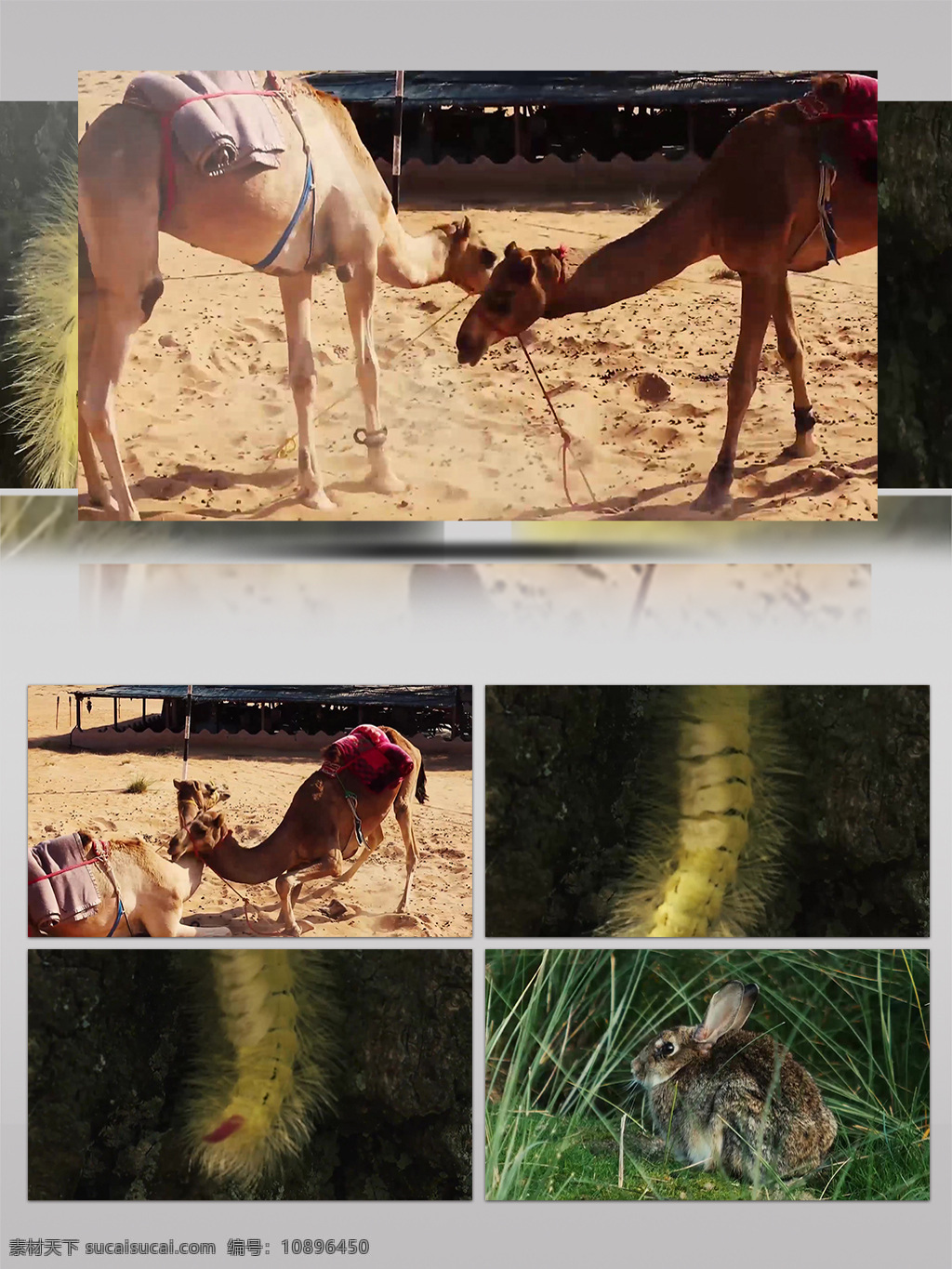 沙漠 骆驼 毛毛虫 兔子 特写 自然 动物 景观