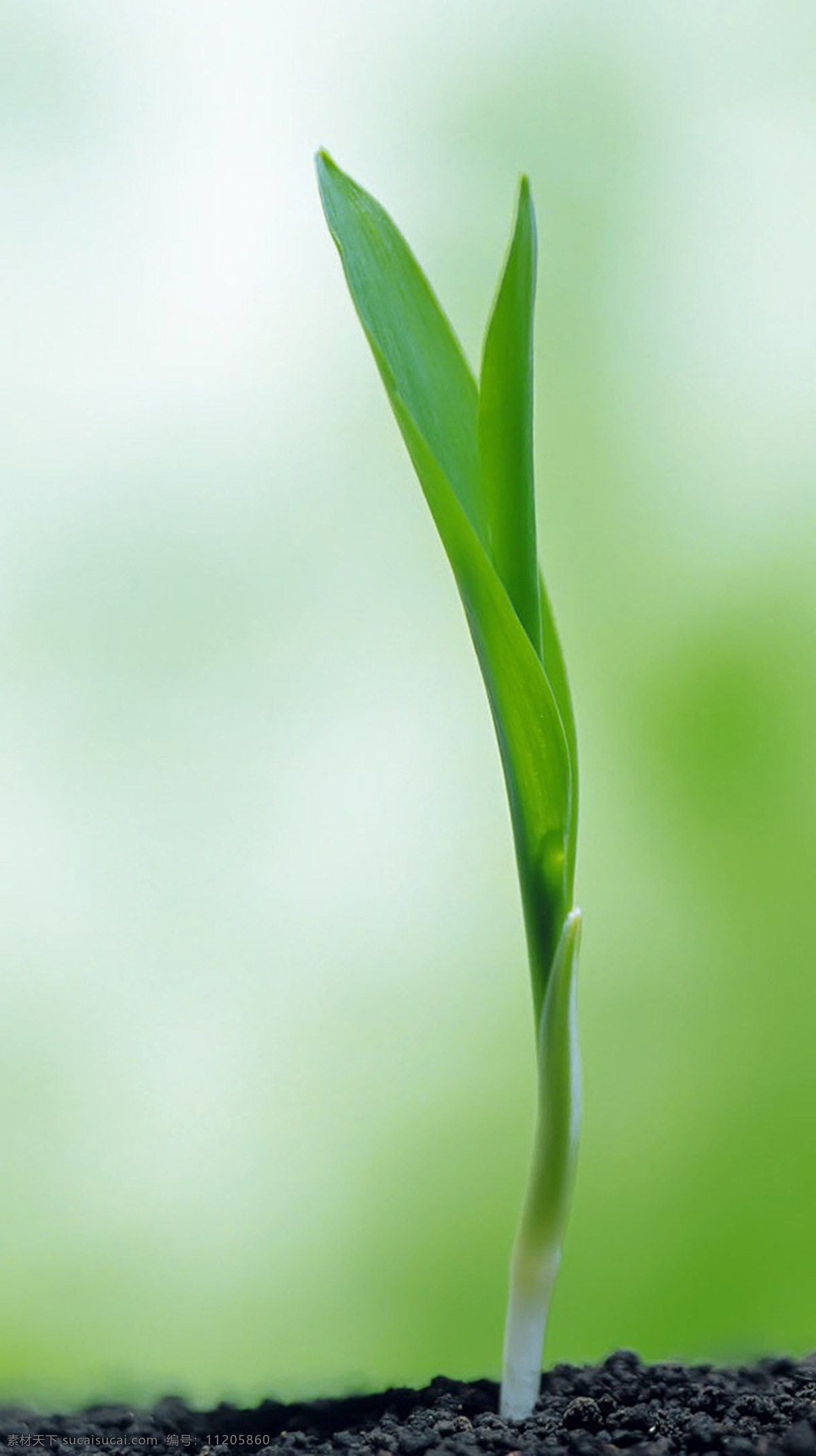 綠色 新生 綠 芽 高清 樹苗 生長 綠苗