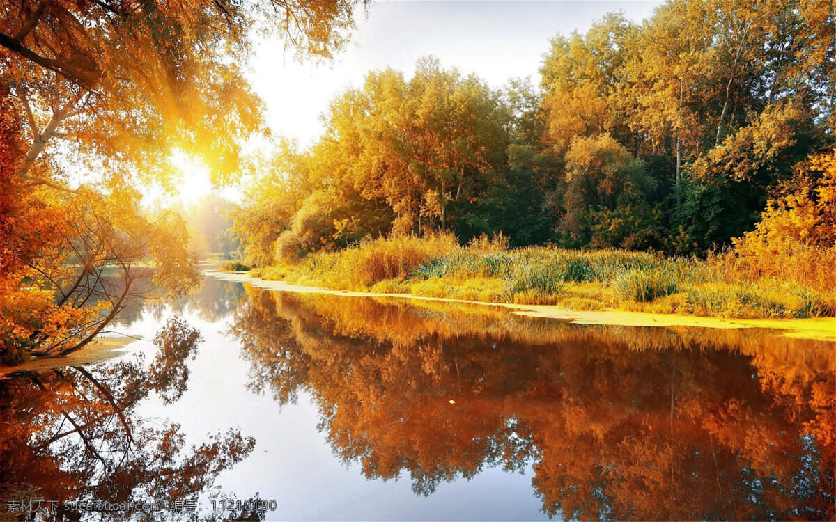 金色 秋天 枫叶 唯美 清新 风景 高清 桌面壁纸 自然景观 自然风景