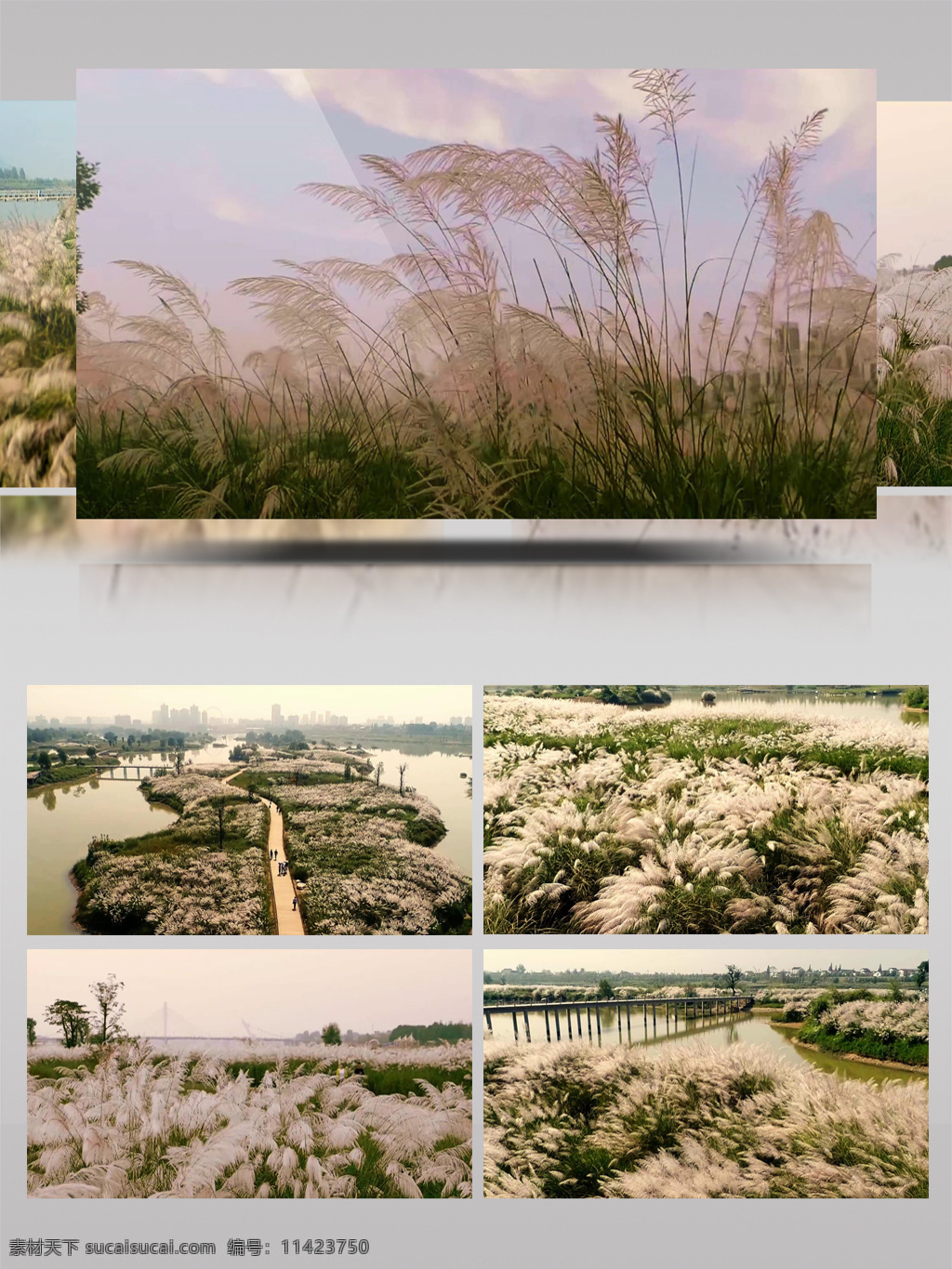 汉江 湿地 公园 芦苇 花开 自然 春天 风景 环保 超清 美景 风光 生态 美丽 环境 实拍 视频