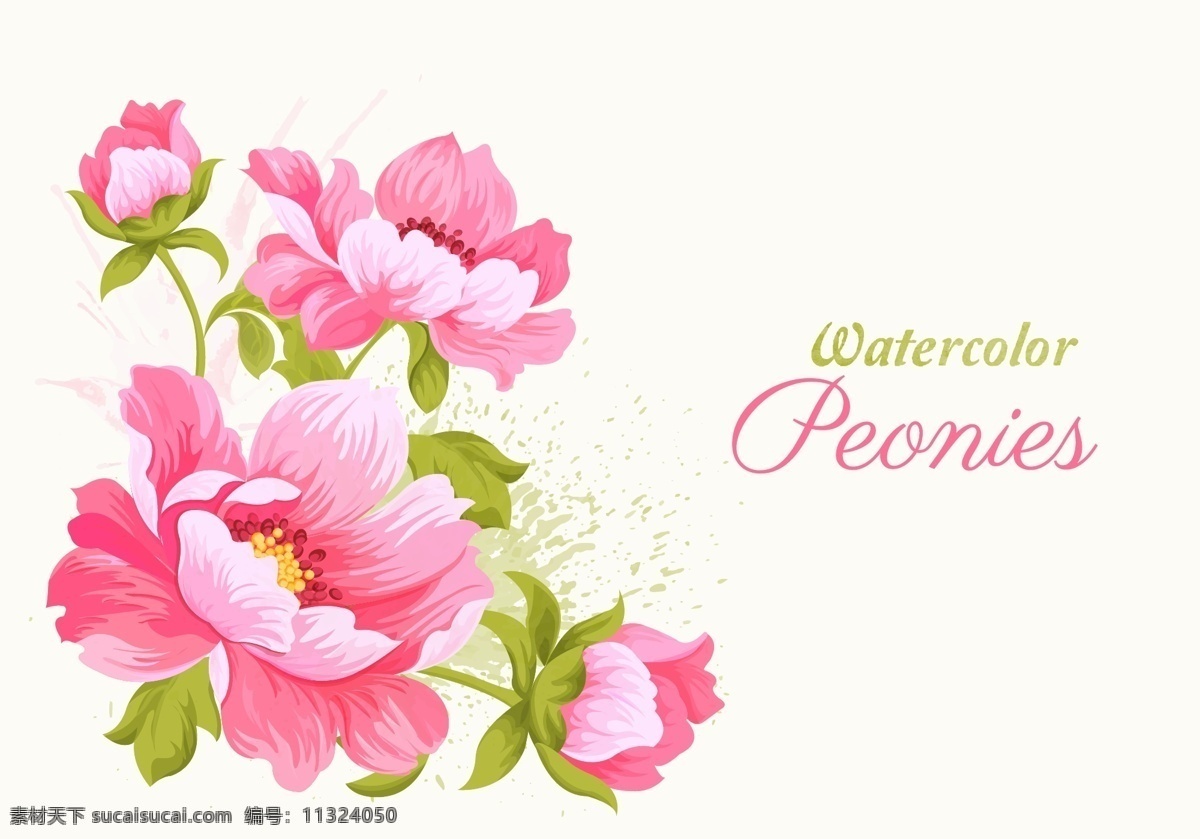 粉色 花朵 矢量 植物 花卉 牡丹花 芍药花 水彩 高清图片