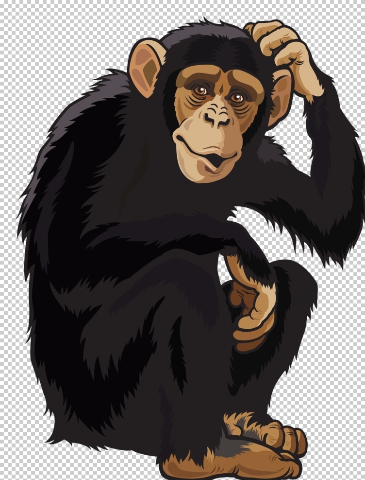 猴子图片 猴子 狒狒 猩猩 猴 猿猴 长臂猿 猕猴 野猴 小猴子 金丝猴 大猩猩 png图 透明图 免扣图 透明背景 透明底 抠图 生物世界 野生动物