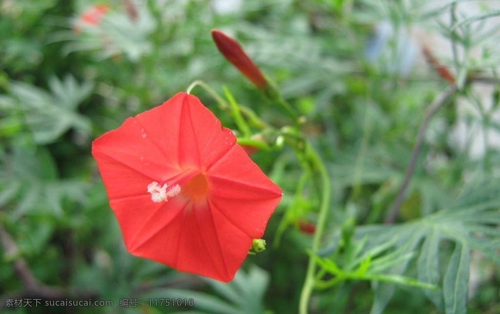 蔦蘿 花卉圖片素材 自然景觀 生物世界 植物 盛開 綠葉 鮮艷 纖細(xì) 秀麗 庭院花趣 花草
