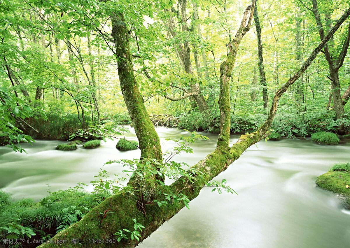 自然之美 碧绿 林木 溪水 白瀑 静谧 仙境 自然景观 山水风景