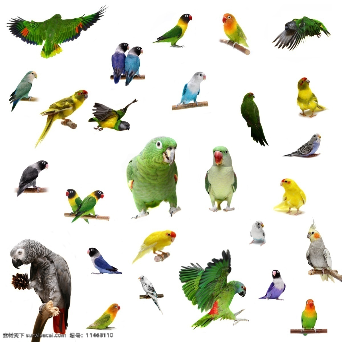 动物世界 鸟类 彩色的鸟 鹦鹉 鸽子 鸳鸯 生物世界 野生动物