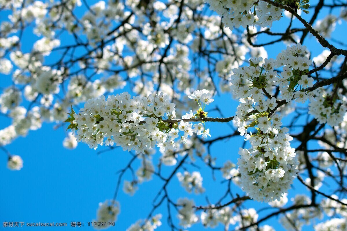 春季梨花图片 春季 花朵 梨花 白色 春天 自然景观 自然风景