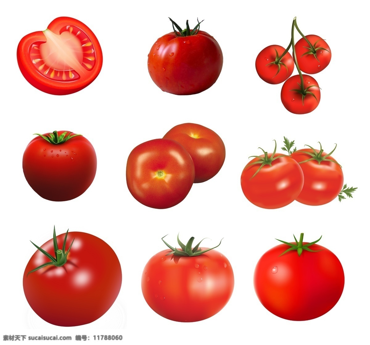 西红柿素材 西红柿 番茄 手绘 矢量素材 蕃柿 洋柿子 蔬菜 食物 食材 餐饮美食 食物原料 番茄素材
