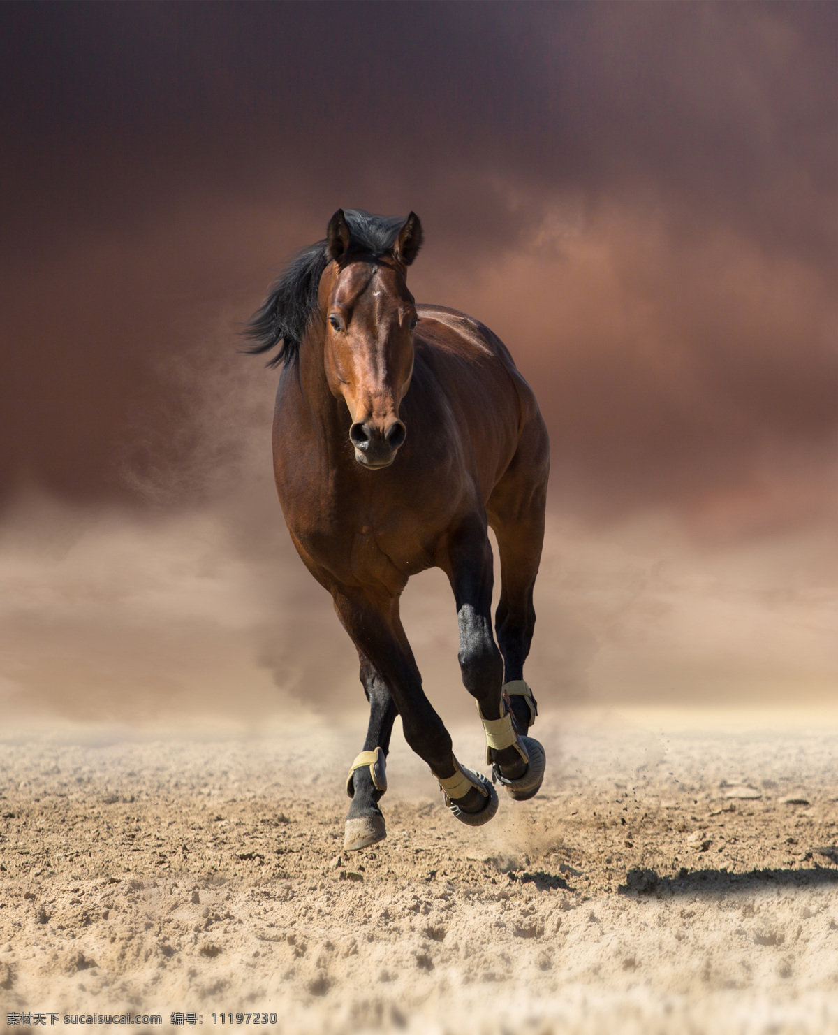 奔跑 骏马 家畜 马 红色的骏马 野外狂奔 奔跑的骏马 家禽家畜 生物世界