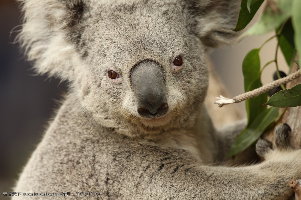 可爱的考拉熊 可爱 考拉熊 灰色 澳大利亚 小朋友最爱 动物园 野生动物 生物世界
