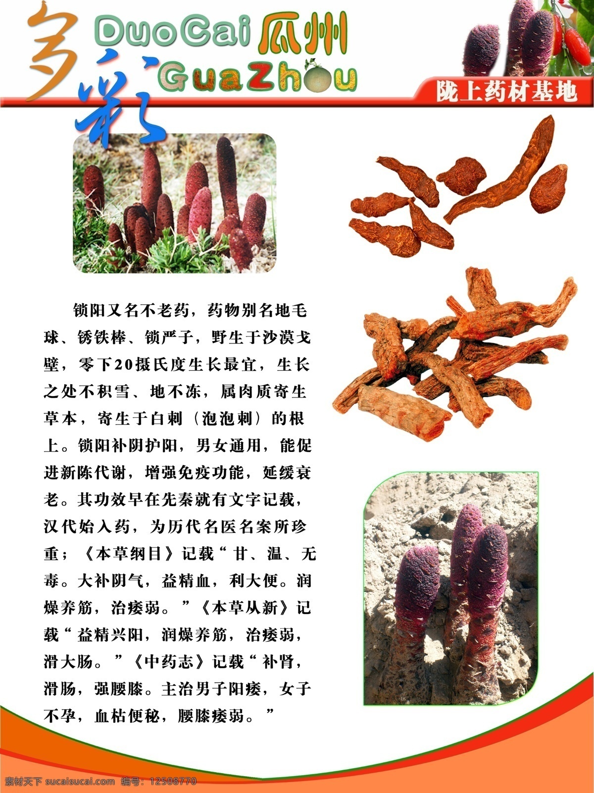 瓜州的鎖陽(yáng) 鎖陽(yáng) 多彩瓜州 鎖陽(yáng)藥用價(jià)值 宣傳櫥窗 背景素材 分層 源文件